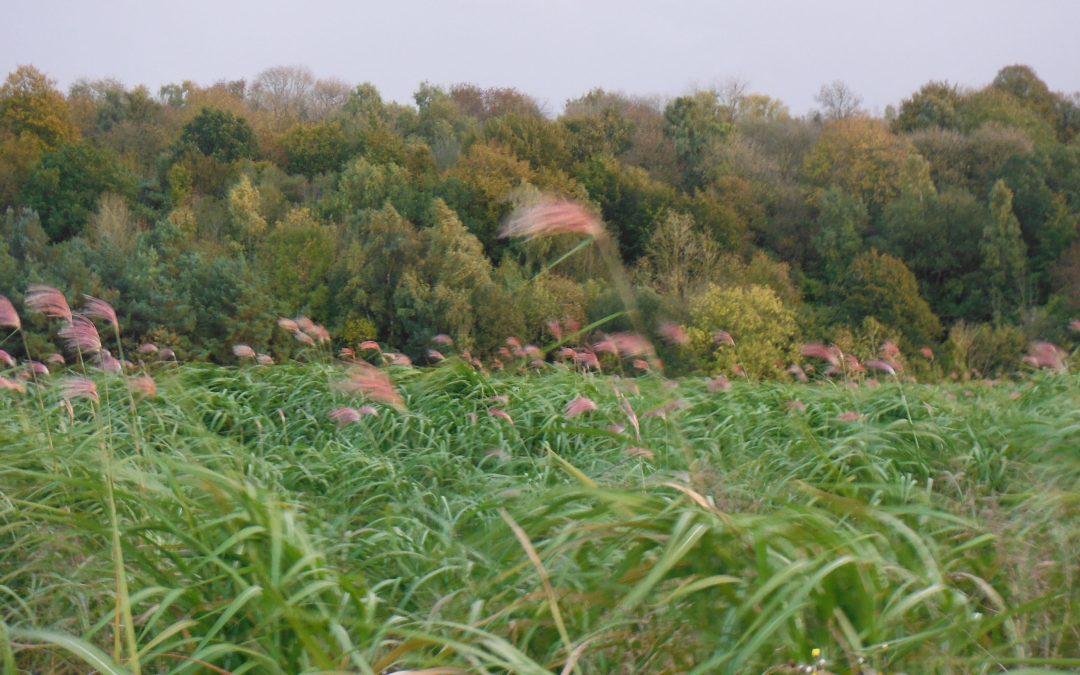 Le chauffage au Miscanthus : une technologie maîtrisée par Heizomat