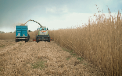 Choisir le miscanthus pour sa chaudière