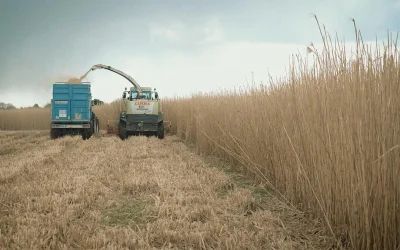 Chaufferie miscanthus : les 7 conditions de réussite pour une collectivité
