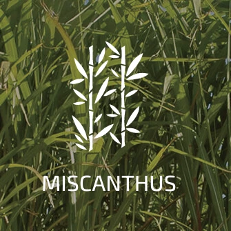 combustible-miscanthus