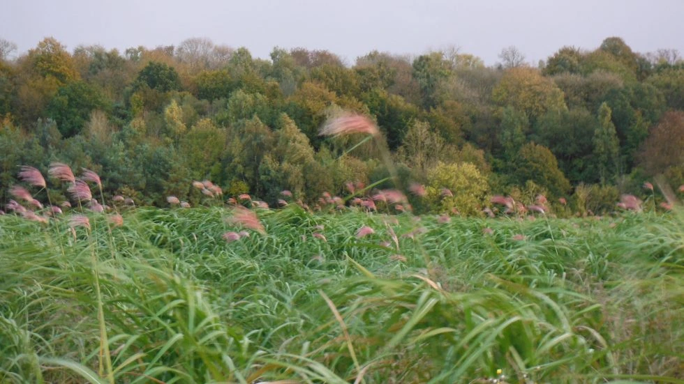 Le chauffage au Miscanthus : une technologie maîtrisée par Heizomat