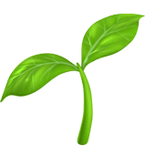 Forte productivité miscanthus