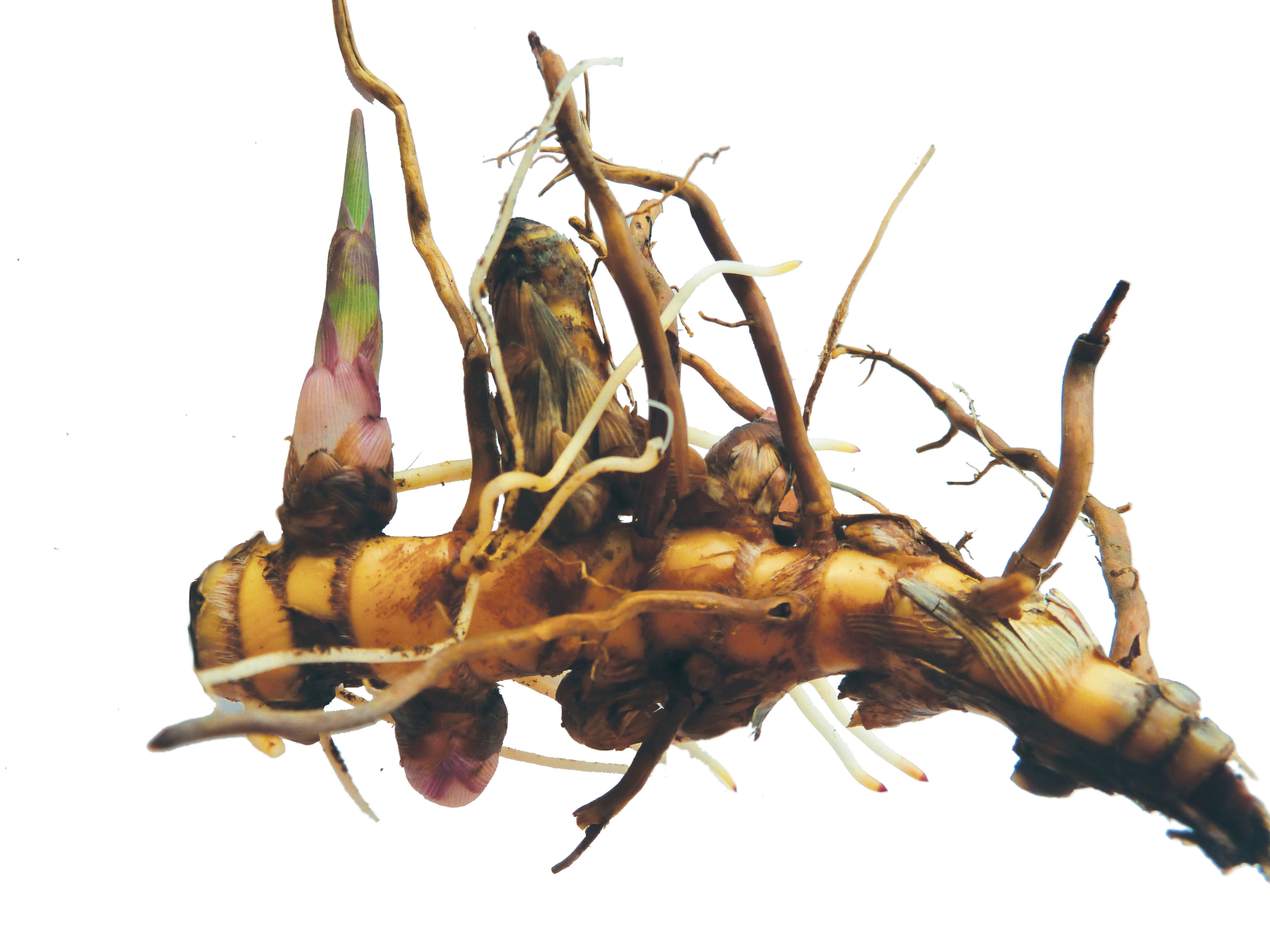 rhizome-miscanthus